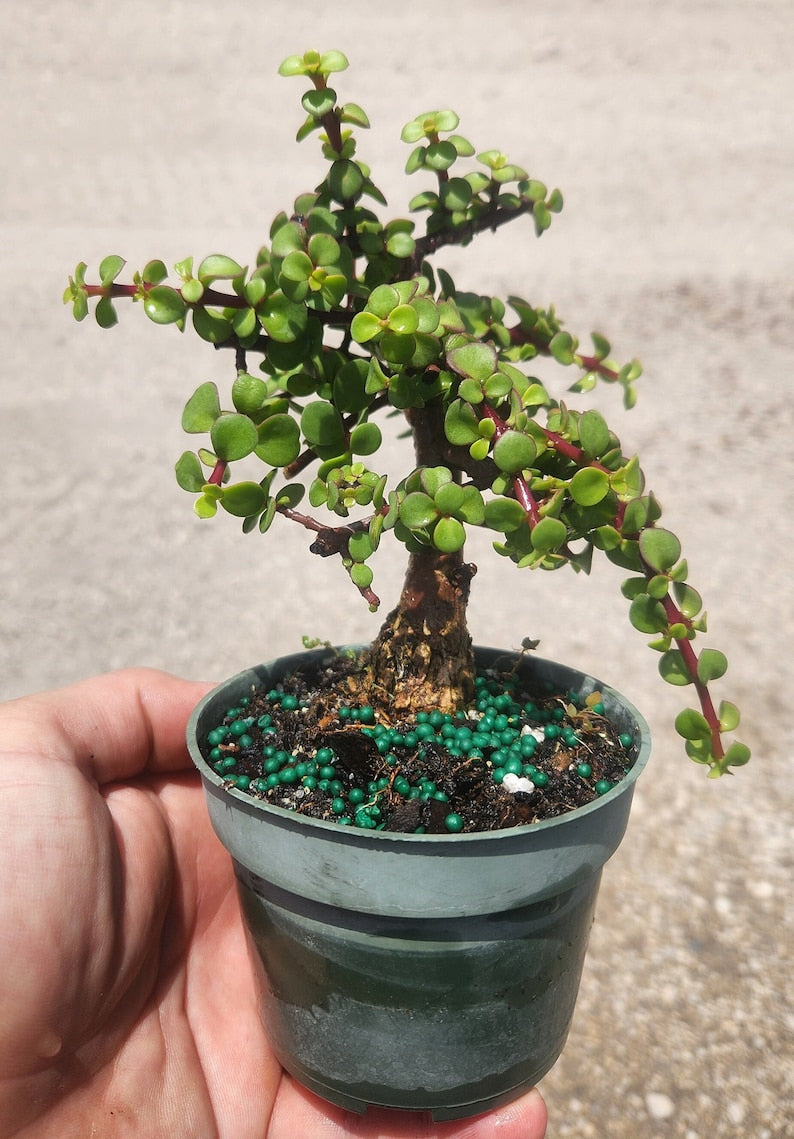 Mini Jade Bonsai Start - Portulacaria afra minima - Live Plant - Outdoor Grown - Minor Blemishes - Pre Bonsai Plant