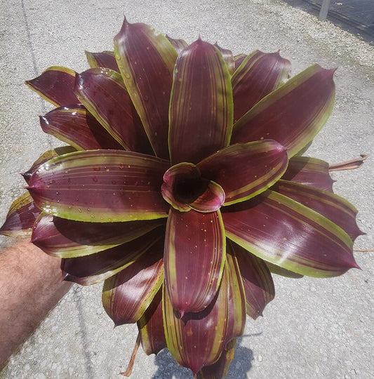 Bromeliad Plant - Neoregelia Namascar - Live Outdoor Plant - Tropical Houseplant - Pest Inspected - Florida Grown