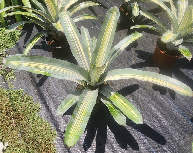 Bromeliad Live Plant - Aechmea Loie's Pride - Outdoor Grown - Unique Tropical Houseplant - Ideal for Gardens and Indoor Spaces