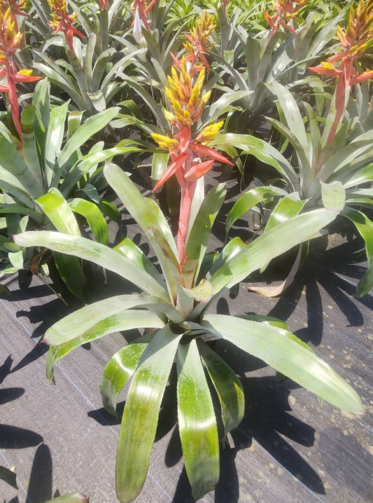 Bromeliad Plant Aechmea Little Harv - Live Outdoor Plant - Tropical Houseplant - Ideal for Home Decor