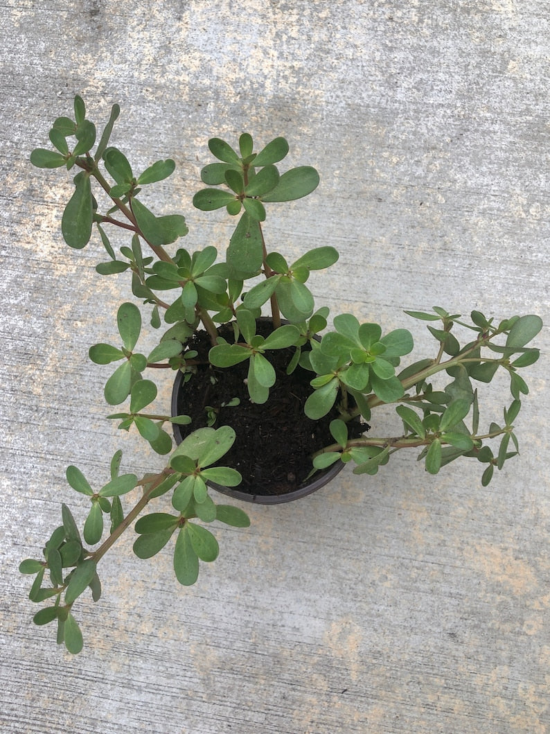 Edible Purslane Live Plant 4" Pot - Organic Heirloom Pigweed (Portulaca oleracea) - Drought Tolerant Herb, Non-GMO