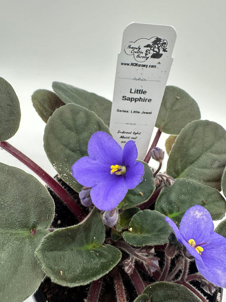Live African Violet Plant 4" - Little Sapphire - Series: Little Jewel - Saintpaulia - Flowering Indoor Houseplant