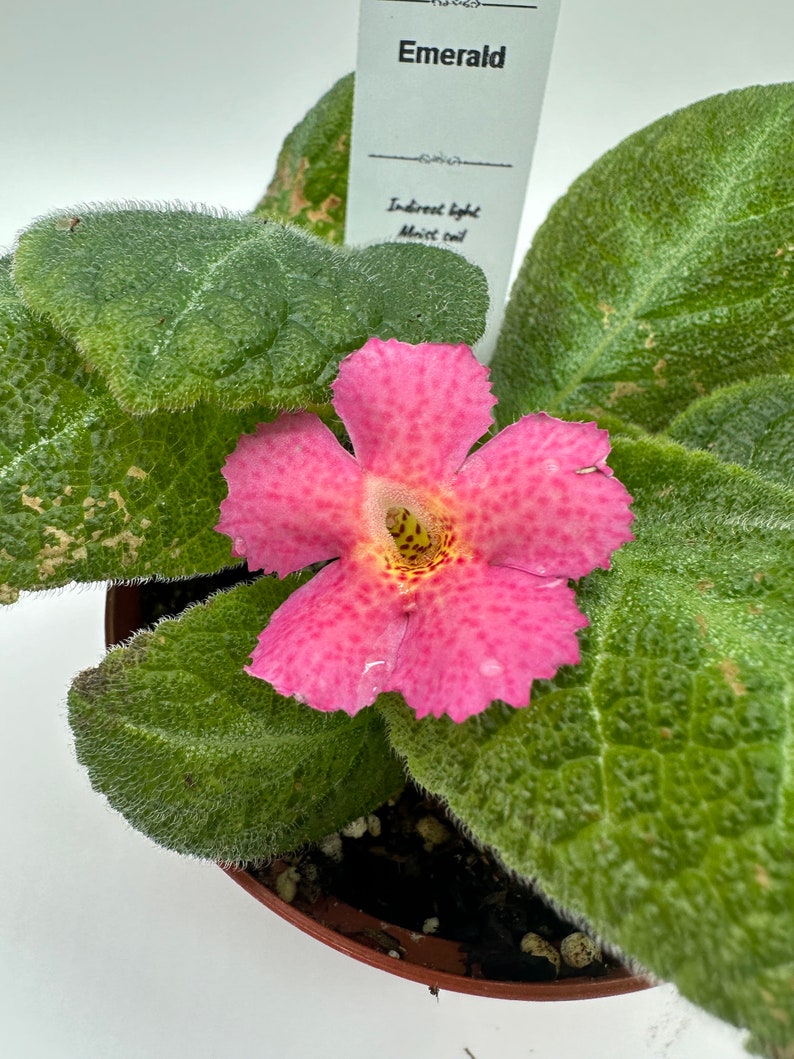 Live Episcia Plant 4" - Emerald Variety - Indoor Blooming Houseplant - Episcia spp. - Care Guide Included