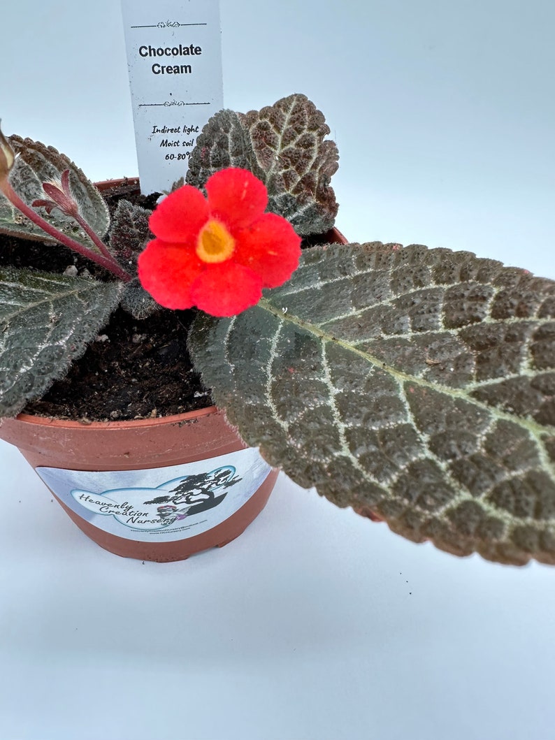 Chocolate Cream Live Episcia 4" Plant - Blooming Houseplant for Indoor Gardens - Episcia spp.