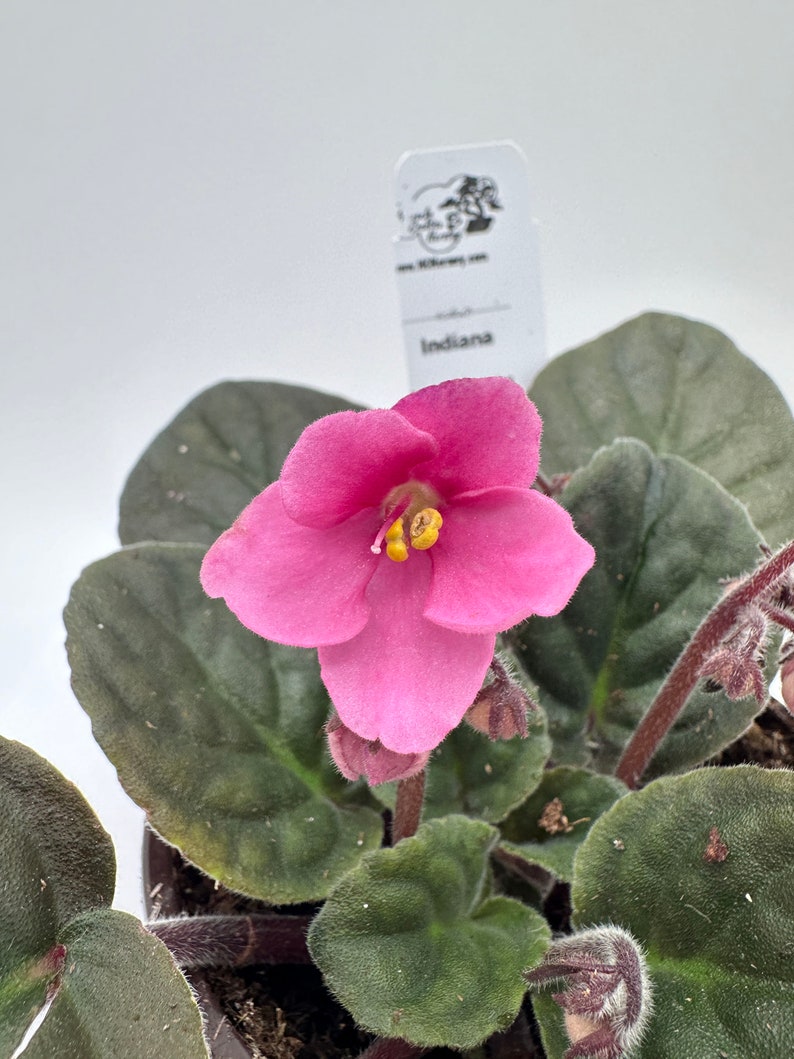 Live African Violet 4" - Indiana Series - Vibrant Blooms - Saintpaulia - Indoor Flowering Houseplant