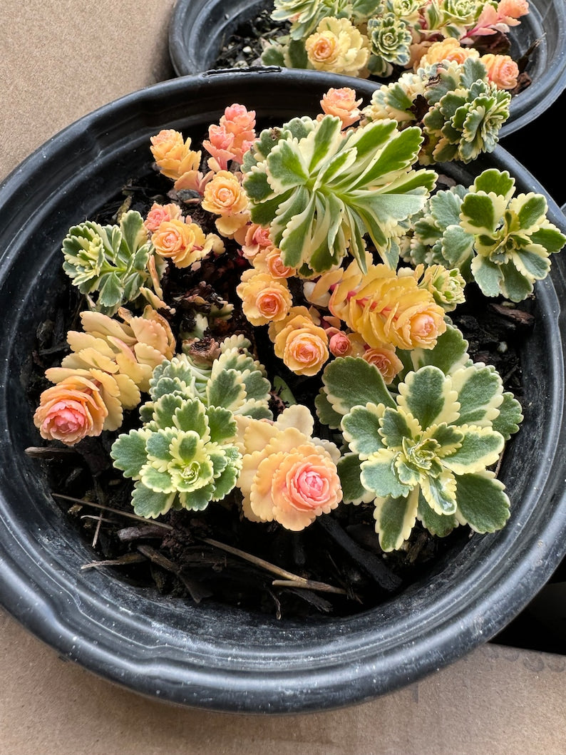 Sedum Atlantis Succulent in 1 Gallon Pot - Variegated Green & Creamy-Yellow Foliage - Low Maintenance Drought-Tolerant Plant