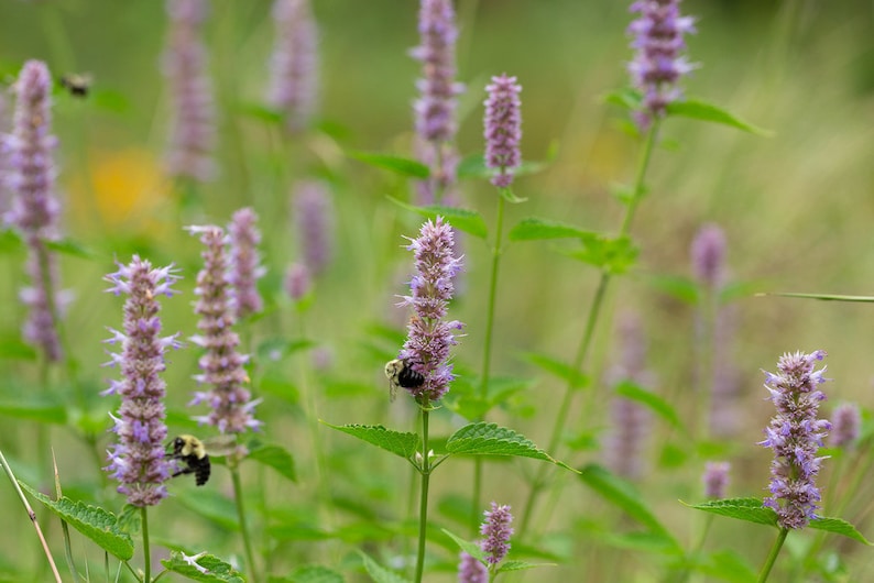 Purple Giant Hyssop Starter Plant - Agastache scrophulariifolia - Native Perennial - Attracts Bees & Butterflies - 2.5" Pot