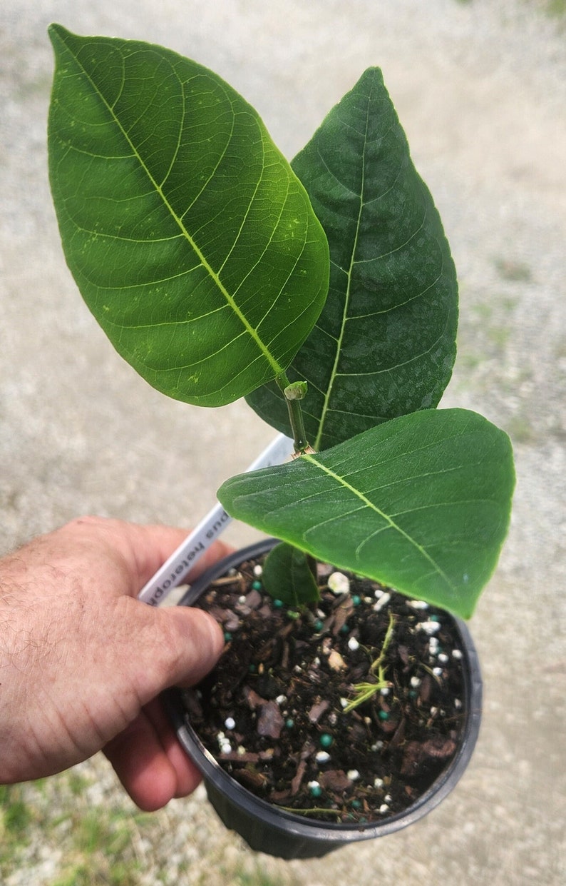 Jack Fruit Live Plant - Artocarpus heterophyllus - Outdoor Grown, Minor Blemishes - Tropical Fruit Plant for Home Garden