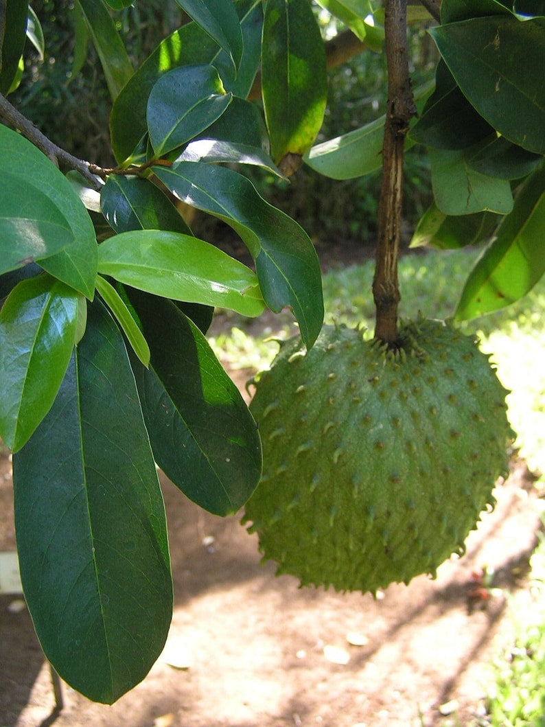 Soursop Live Plant - Annona muricata - Guanabana - Outdoor Grown - Minor Blemishes - Tropical Fruit Plant
