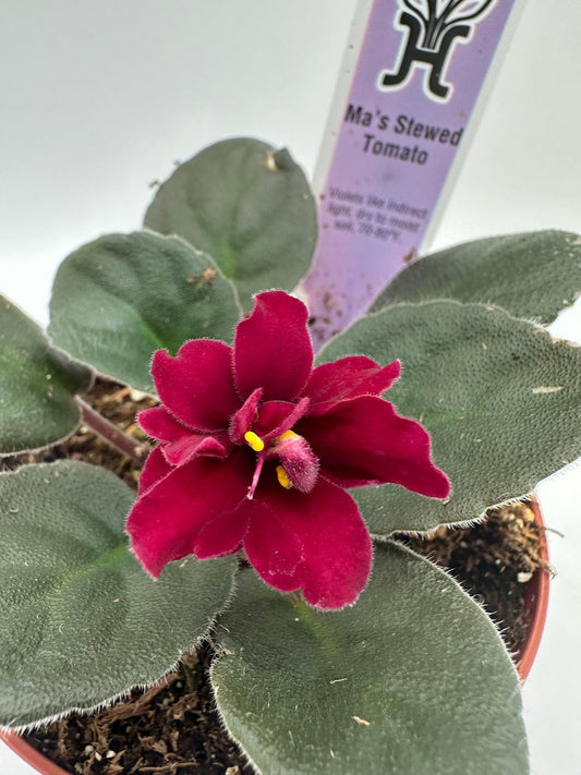 African Violet Plant 4" - Ma's Stewed Tomato - Blooming Indoor Flower - Saintpaulia