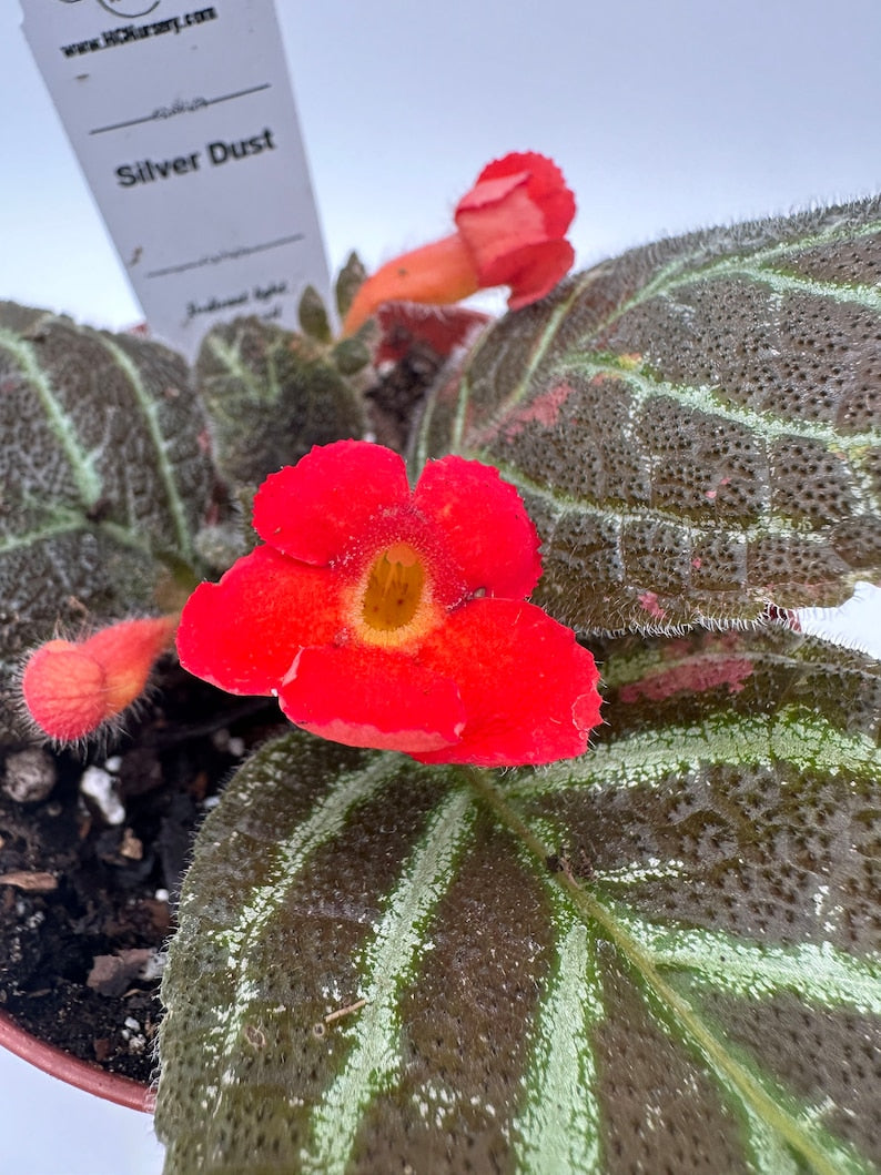 Live 4" Silver Dust Episcia Plant - Blooming Houseplant - Episcia dianthiflora - Indoor Gardening, Low Light Tolerant, Easy Care