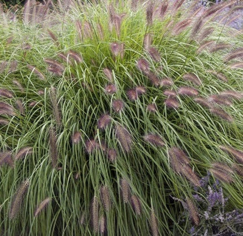 Red Head Fountain Grass - Ornamental Grass - Red-Bronze Plumes - Pennisetum advena Redhead - Fast Growing, Low Maintenance, Drought Tolerant