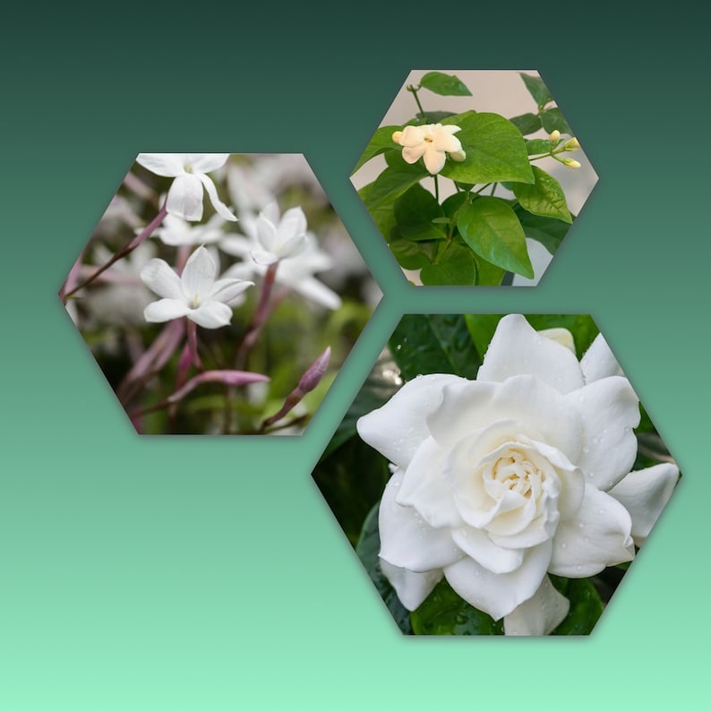 Sundrop Glory Trio Plants 3-Pack - Polyanthum Jasmine, Sambac Jasmine, Gardenia Veitchii - Live Potted Plants