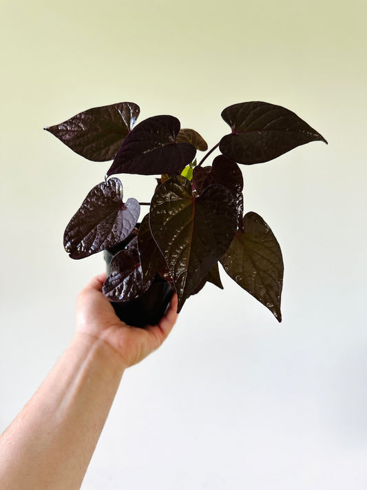 Black Sweet Potato Vine - 4” Live Houseplant - Gothic Plants - Easy Care Black Houseplant - Ipomoea batatas
