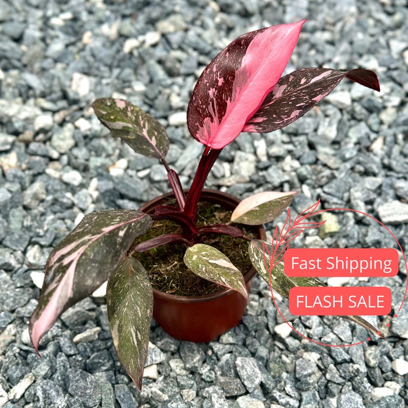 Philodendron Pink Princess Marble Plant | 4" Starter Planter | Variegated Marble Galaxy | Rare Houseplant