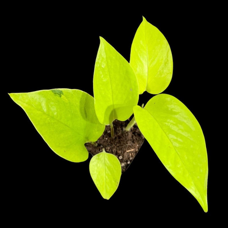 Neon Pothos Indoor Plant in Nursery Pot - Easy Care Low Light Houseplant - Pothos aurea - US Seller