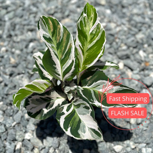 Calathea Stella Lush Starter Plant | Rooted Indoor Houseplant | Pet Safe Calathea | Calathea stellata | Rare Indoor Plant