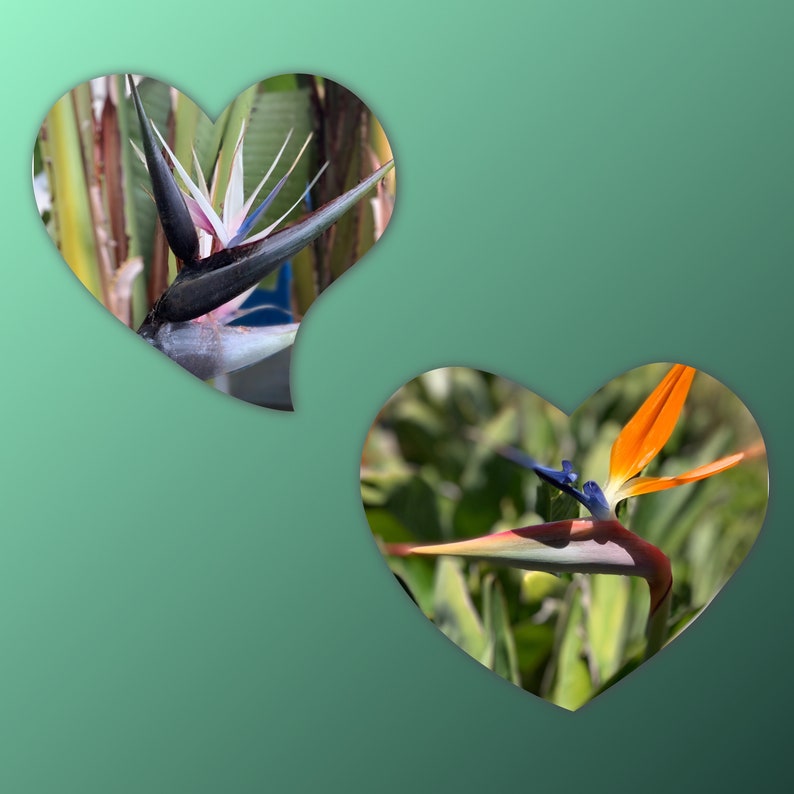 8pk Bird of Paradise Plants Combo - Strelitzia Reginae Orange & Strelitzia Nicolai Giant White - Live Indoor Plants