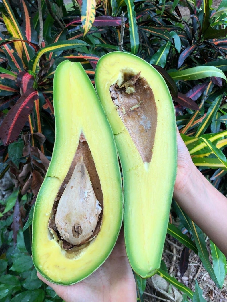 Long-neck Avocado Tree 3ft to 4ft Persea americana Russell - Air Layered Gourd-Shaped Avocado, Glossy Exterior, No Shipping CA
