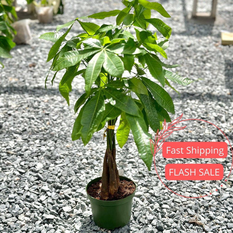 Money Tree Plant | Large Braided Pachira Aquatica | Air Purifying Indoor Plant | Easy Care Houseplant Gift