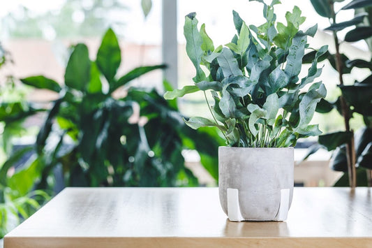 Blue Star Fern Plant - Powder Blue Foliage - Nephrolepis exaltata - Low Maintenance Tropical Houseplant for Home Decor