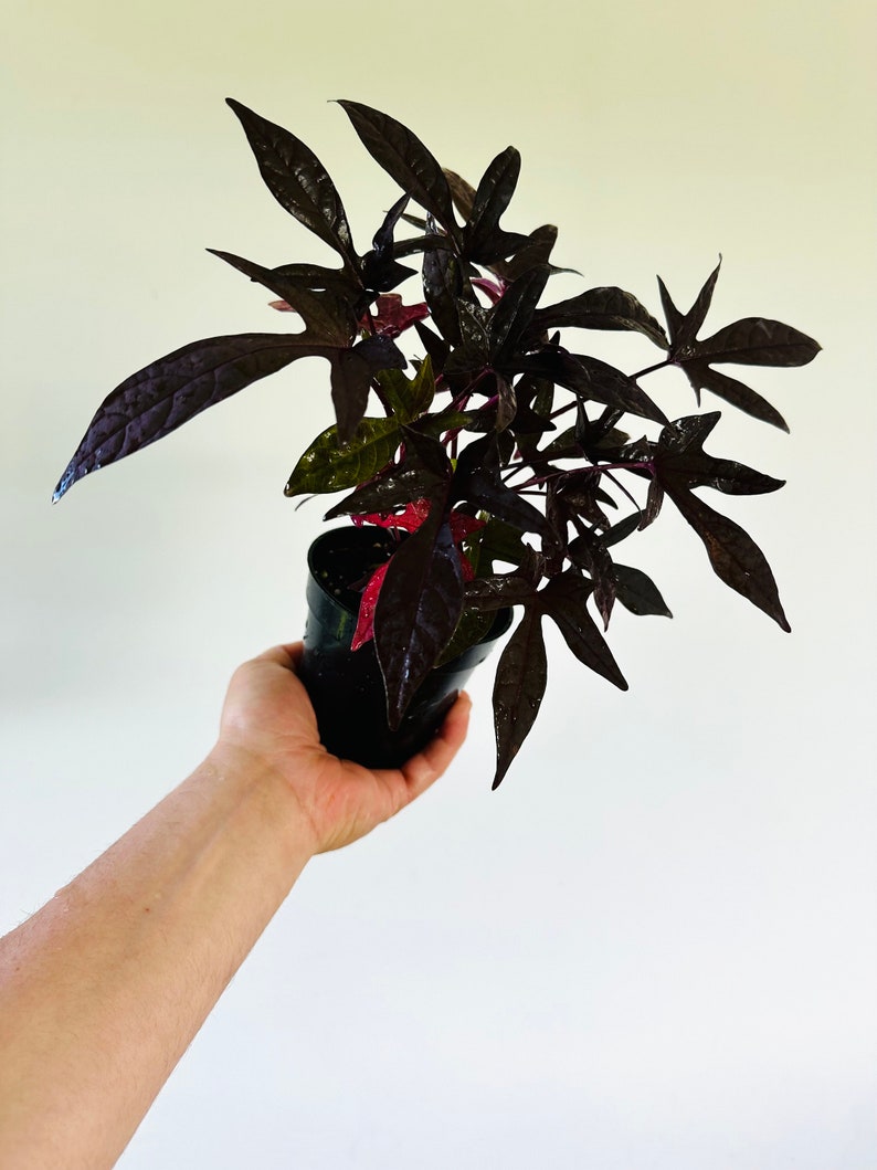 Blackie Sweet Potato Vine - 4” Live Houseplant - Gothic Black Houseplant - Ipomoea batatas