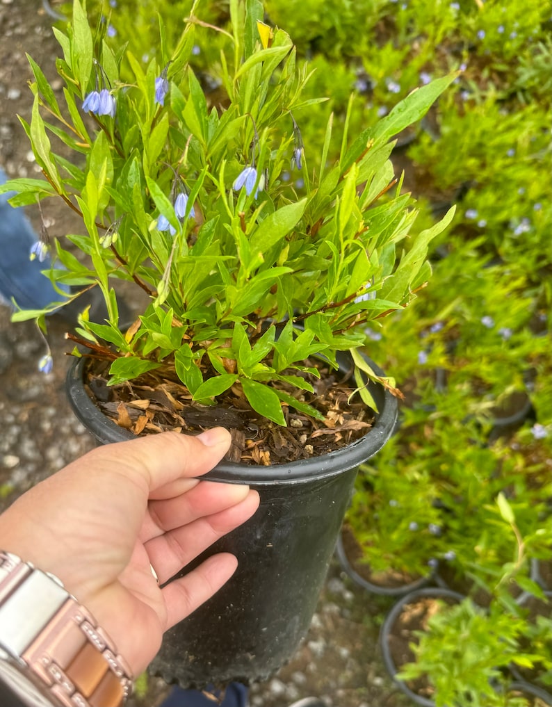 Bluebells in 1-Gallon Pot - Hyacinthoides non-scripta - Charming Woodland Perennial Flower for Shady Gardens