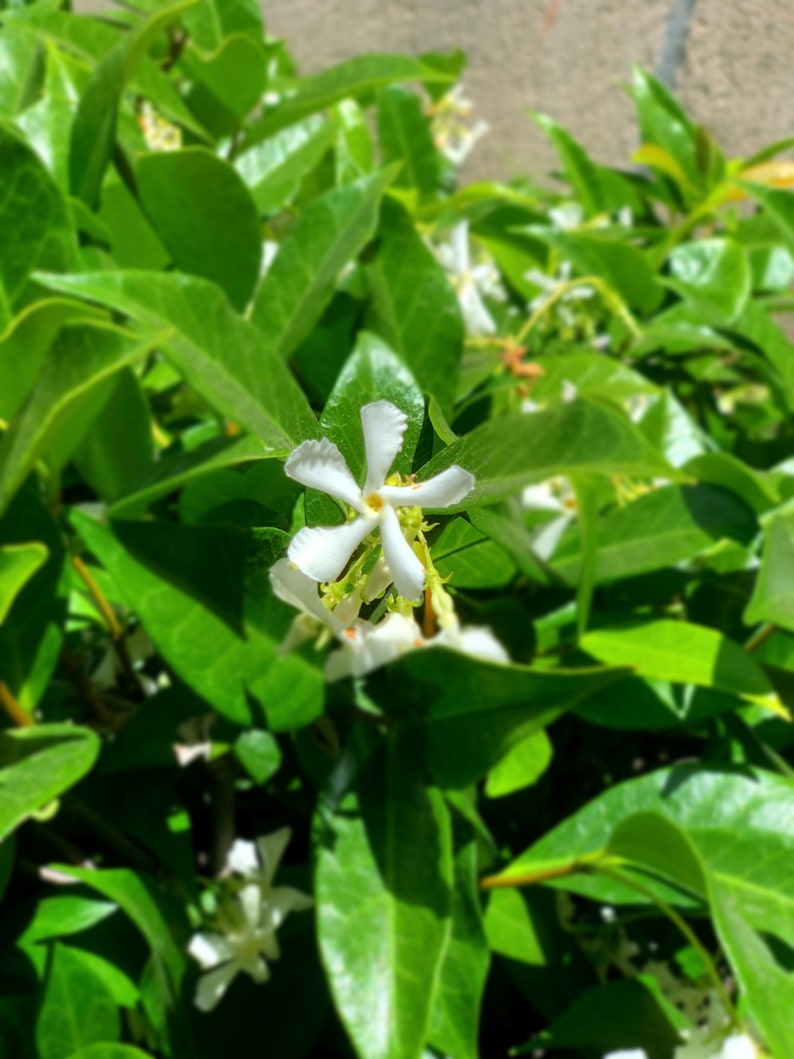 15pk Star Jasmine Plants - Live 2” Pot - Trachelospermum jasminoides - Eco-Friendly Shipping