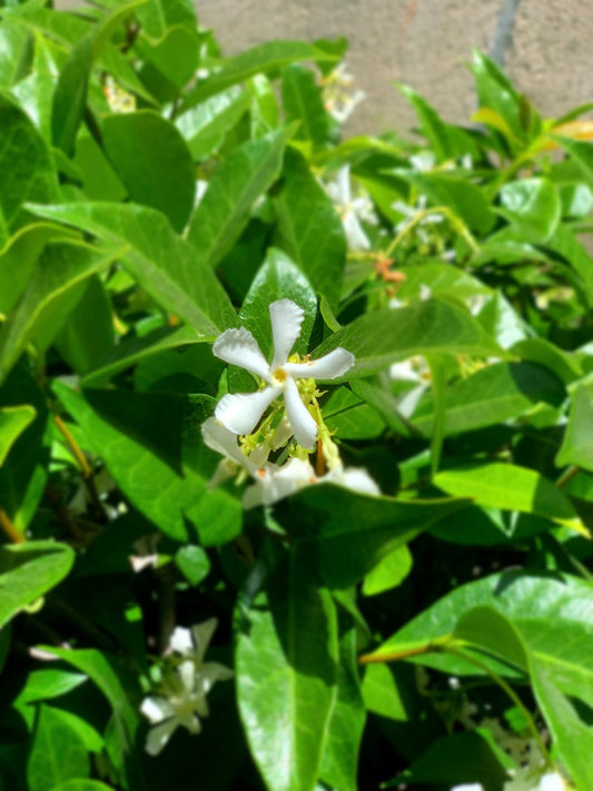 15pk Star Jasmine Plants - Live 2” Pot - Trachelospermum jasminoides - Eco-Friendly Shipping