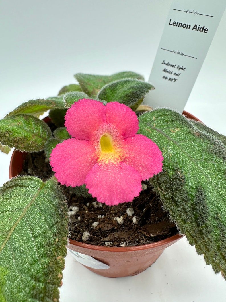Episcia Plant - 4" Live Lemon Aide - Colorful Blooms - Episcia spp. - Ideal for Indirect Sunlight and Humidity