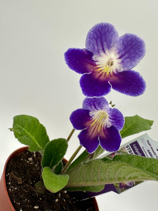 Azure Streptocarpus Ladyslipper Live Plant in 4" Pot - Cape Primrose - Streptocarpus for Indoor Blooming Garden