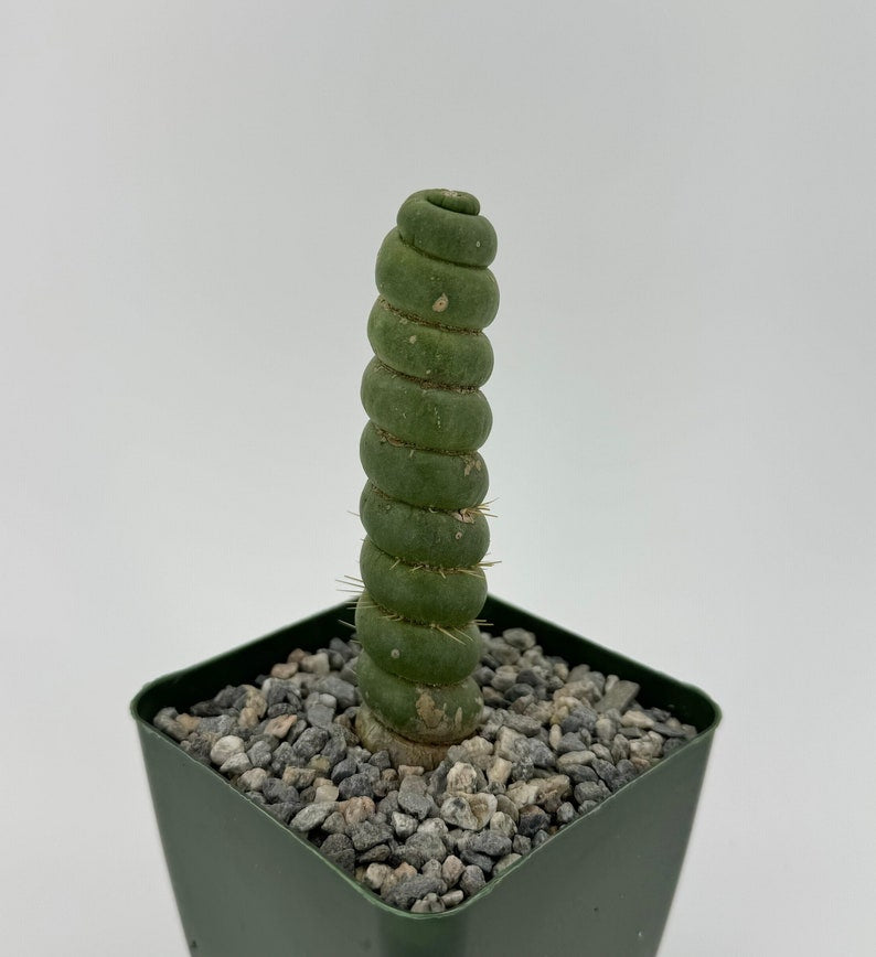 Spiral Cactus 4" & 6" Pots | Eulychnia Castanea 'Spiralis' | Rare Indoor Plant | Twisted Growth Pattern, Low Maintenance