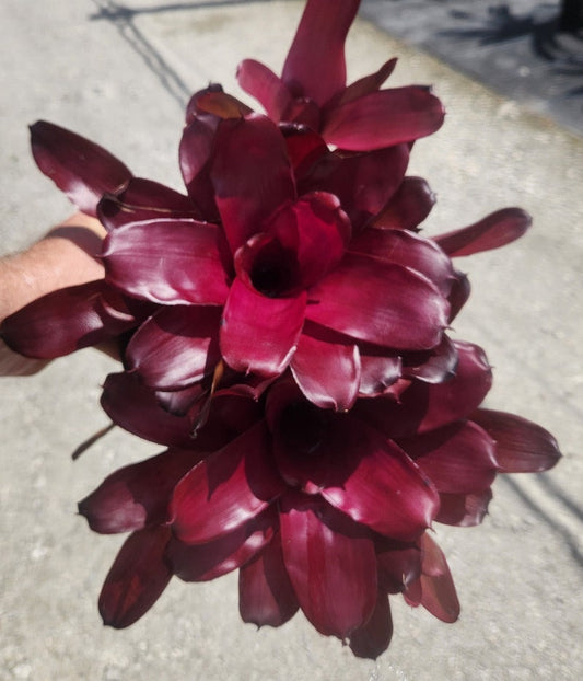 Bromeliad Live Plant - Neoregelia Grapevine - Outdoor Grown - Tropical Houseplant for Home & Garden Care