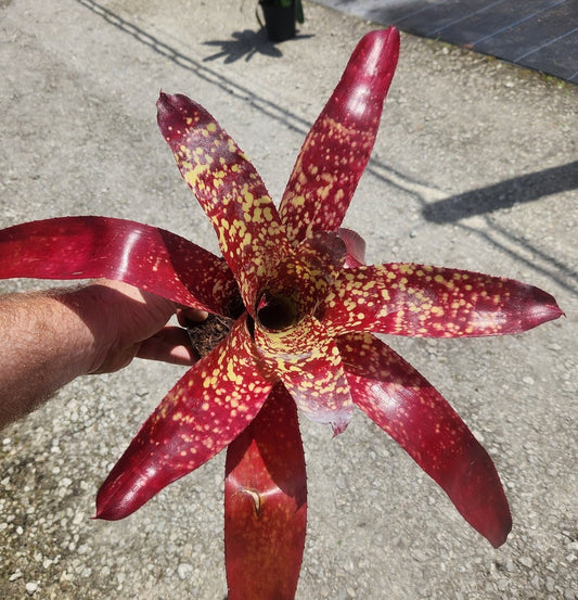 Bromeliad Plant Neoregelia Tango Mango - Live Tropical Houseplant - Unique Colorful Foliage - Perfect for Indoor Decor