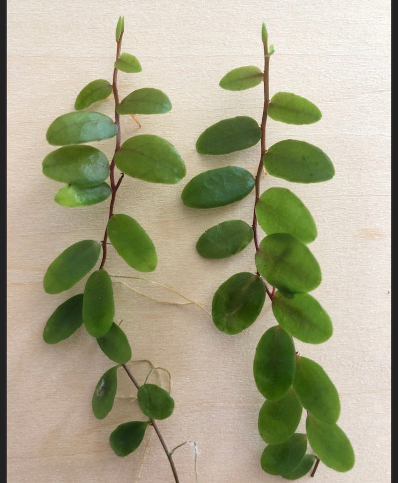 Marcgravia Cutting - Shingling Vine - 10-15 Leaves - Marcgravia sintenisii - Ideal for Tanks & Homes - Ships with Moss