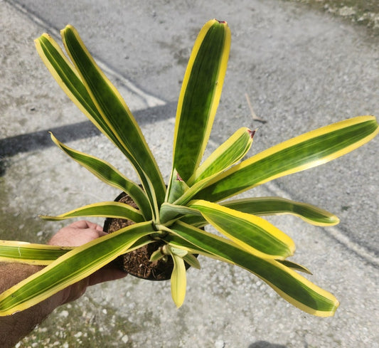 Bromeliad Live Plant - Aechmea Nudicaulis - Outdoor Grown - Minor Blemishes - Tropical Houseplant for Home Decor