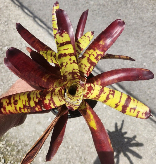 Bromeliad Live Plant - Neoregelia Guacamole - Outdoor Grown - Tropical Houseplant - Unique Green & Red Foliage