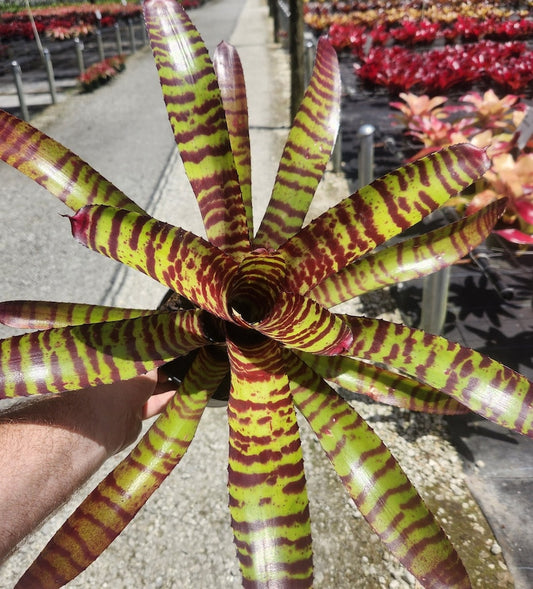 Bromeliad Plant - Neoregelia High Voltage - Live Tropical Houseplant - Ideal for Indoor & Outdoor Use - Pest-Inspected