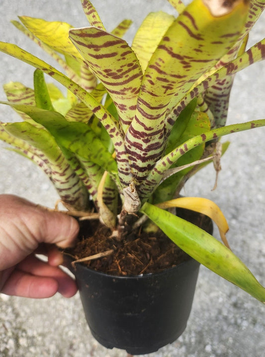 Bromeliad Plant - Neoregelia Tigrina - Live Outdoor Plant - Tropical Houseplant - Easy Care Indoor Plant