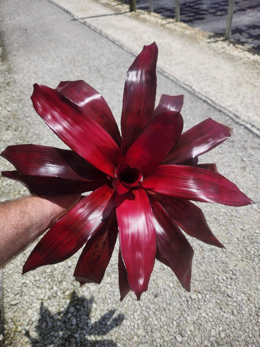 Bromeliad Plant - Neoregelia Malbec - Live Outdoor Plant - Tropical Houseplant - Pest Inspected, Minor Blemishes