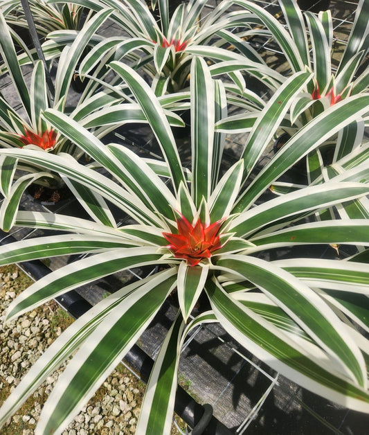 Bromeliad Plant - Guzmania Denise - Live Indoor/Outdoor Houseplant - Guzmania lingulata