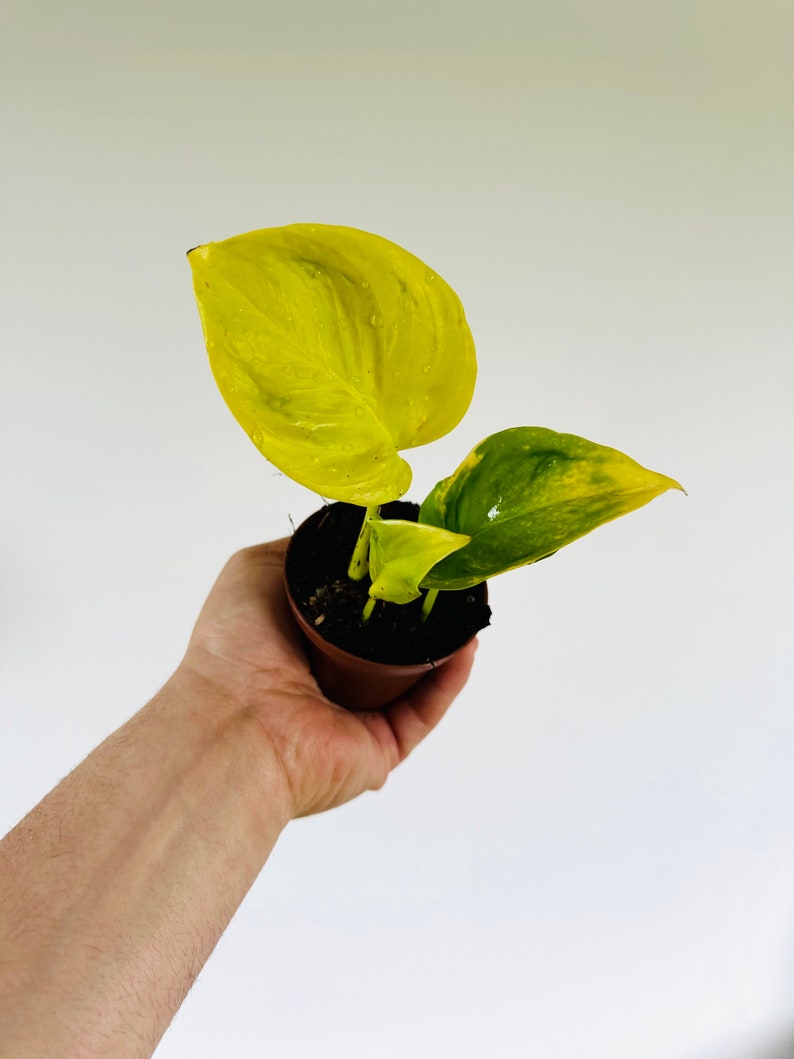 Pothos Plant - 3 Inch Teruno Pothos Champs Elysees - Unique Yellow Green Foliage - Epipremnum aureum - Tropical Houseplant
