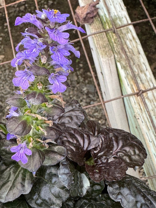 Ajuga Reptans Groundcover Plant - 4-inch Pot, Hardy Bugleweed, Blue & Green Foliage, Low-Maintenance Perennial