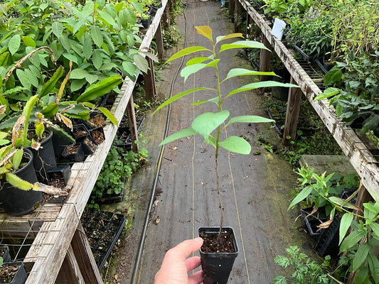 American Persimmon Live Plant 2.5" Pot Diospyros virginiana Edible Fruit Native American Medicinal Tree