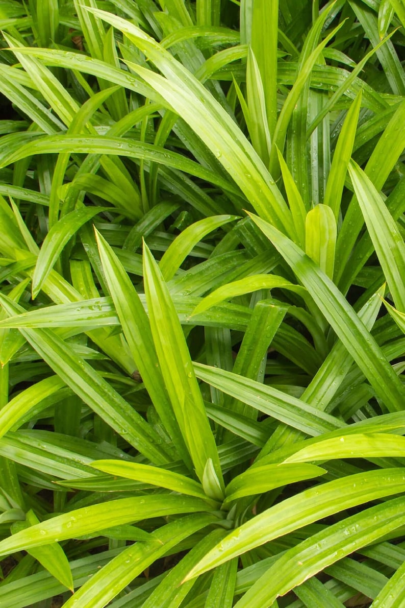 Pandan Plant in Pot - 2 Feet Tall - Fragrant Culinary Herb - Pandanus amaryllifolius