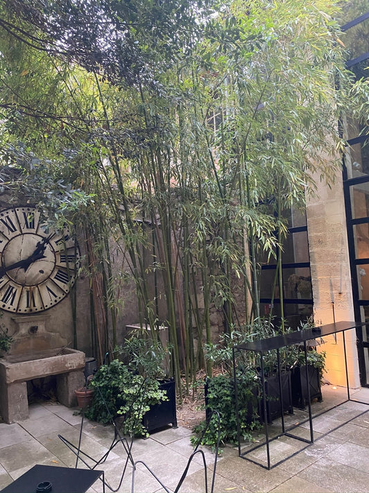 Black Bamboo Plant - Black Culm Variety, Phyllostachys Nigra 'Black' - Ideal for Indoor/Outdoor Decor and Air Purification