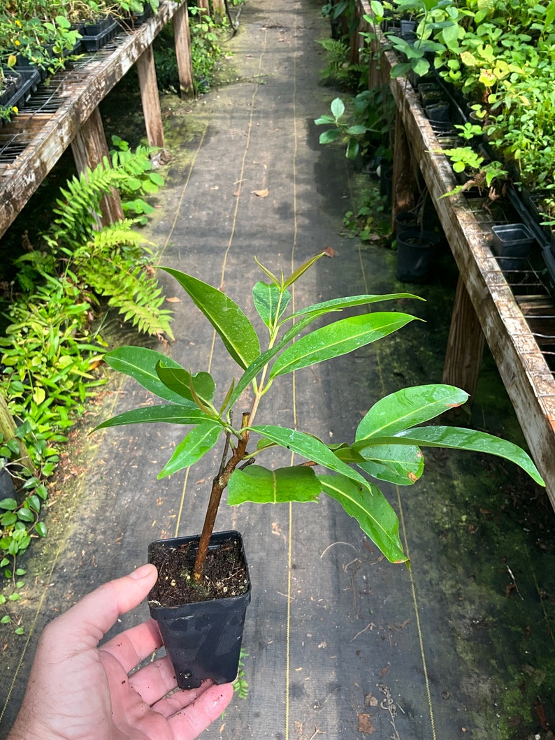 Jamun Plant in 2.5" Pot | Syzygium cumini | Edible Java Plum | Fast-Growing Fruit Tree | Free Shipping on Orders Over $35
