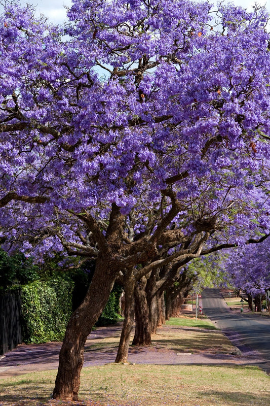 Blue Jacaranda Seeds - 10 Seeds of Jacaranda mimosifolia - Tropical Tree with Violet Flowers - Free Shipping on $35+ Orders
