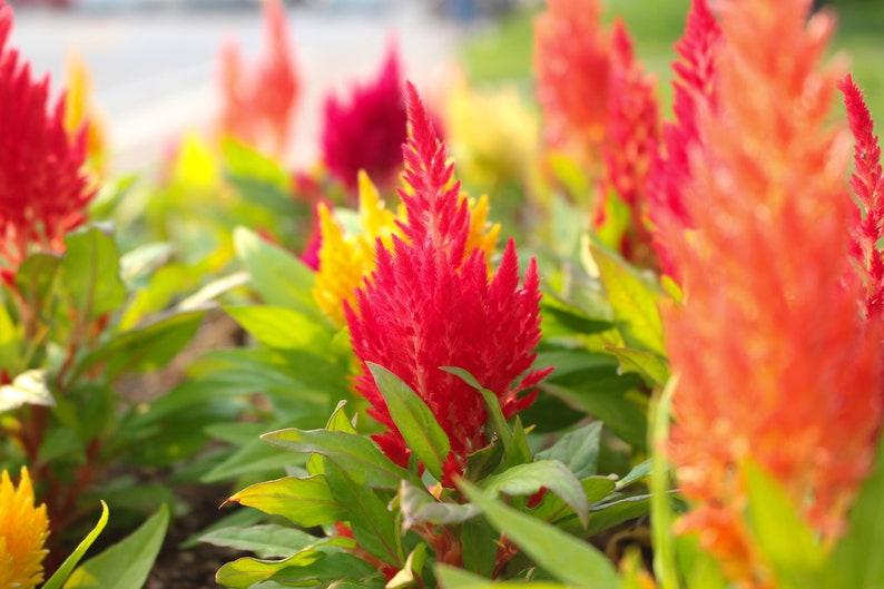 Celosia Seeds - 20 Mixed Colors - Pampas Plume, Woolflower, Cockscomb - Celosia plumosa - Free Shipping over $35