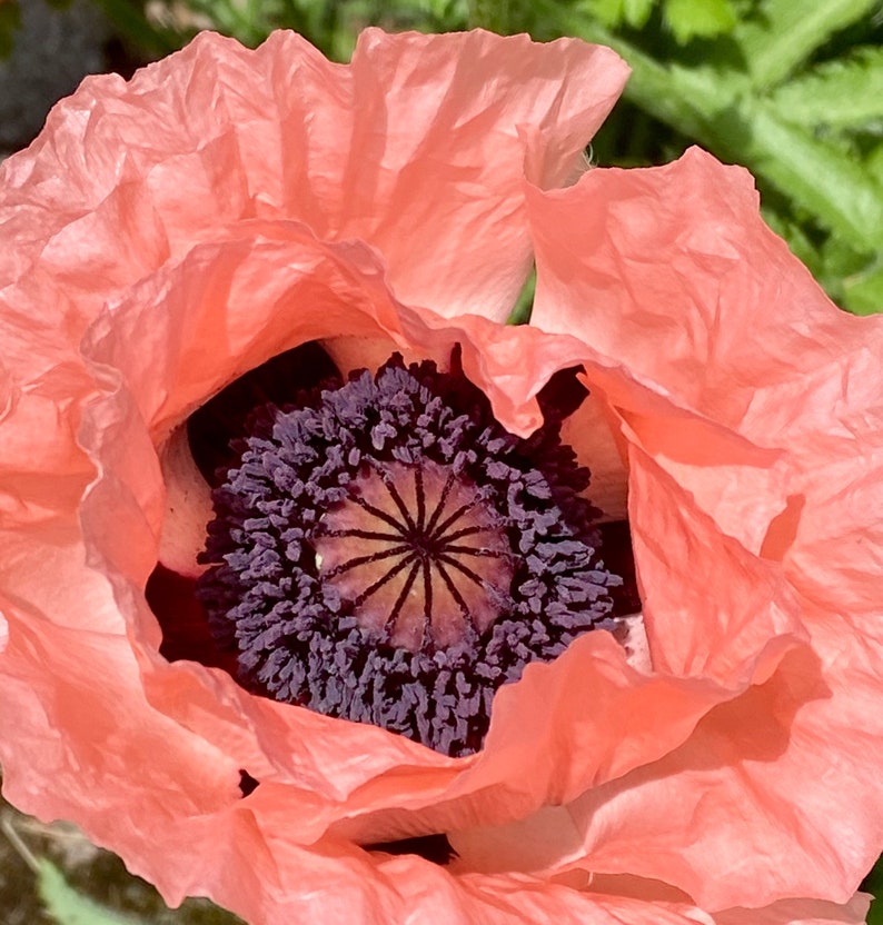 Giant Poppy Seeds, 20 Pack, Papaver somniferum 'Giganteum', Pink Opium Poppy, Breadseed Poppy - Free Shipping Over $35